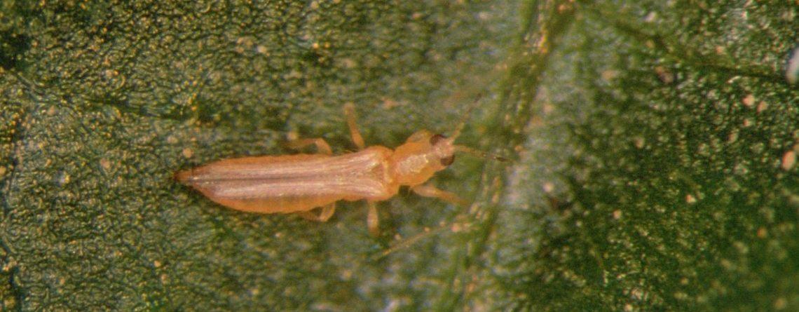 Frankliniella occidentalis