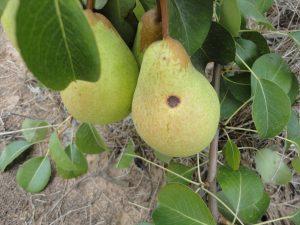 Frutos com sintomas de estenfiliose