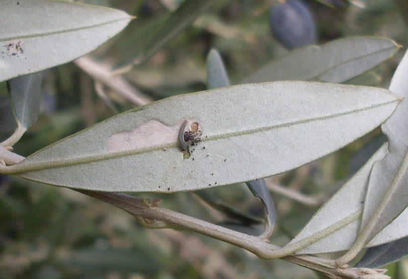 A&nbsp;Traça-da-Oliveira Olival