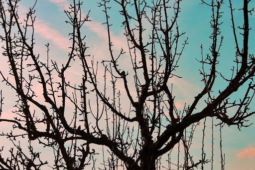 tratamento invernal das árvores de fruto