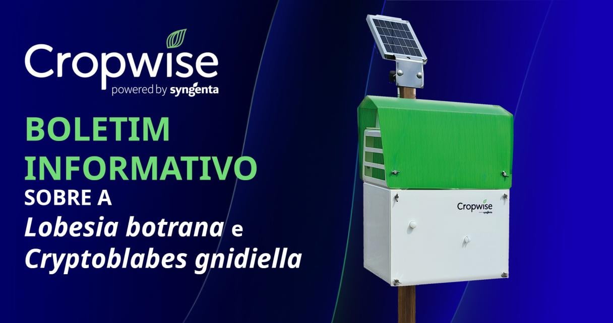 Boletim informativo sobre a Lobesia e Cryptoblades